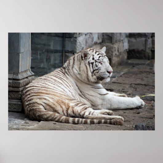 Entspannte Bengalische Tigerfotografie Poster (Vorne)