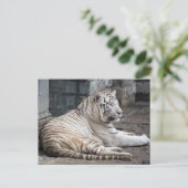 Entspannte Bengalische Tigerfotografie Postkarte (Stehend Vorderseite)
