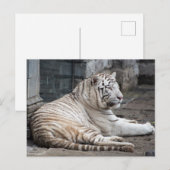 Entspannte Bengalische Tigerfotografie Postkarte (Vorne/Hinten)