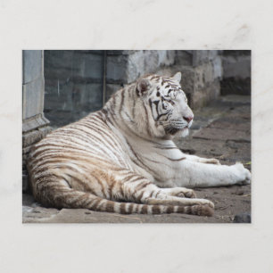 Entspannte Bengalische Tigerfotografie Postkarte