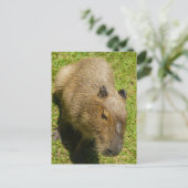Entspannte Capybara auf grünem Gras Postkarte (Stehend Vorderseite)