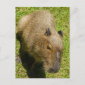 Entspannte Capybara auf grünem Gras Postkarte (Vorderseite)