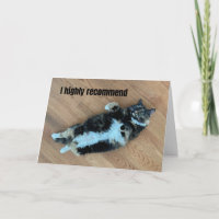 Entspannte Katze mit medizinischem Schweregrad