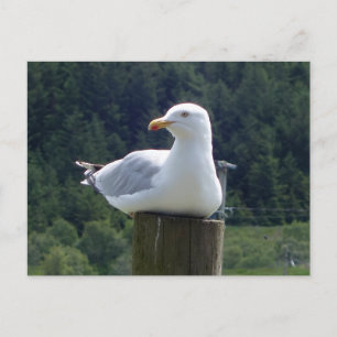 Entspannte Möwe ruht auf Zaun Wald Küstenkunst Postkarte