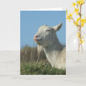 entspannte Ziege Karte (Gelbe Blume)