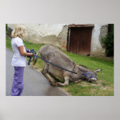 Entspannter Donkey Poster (Vorne)