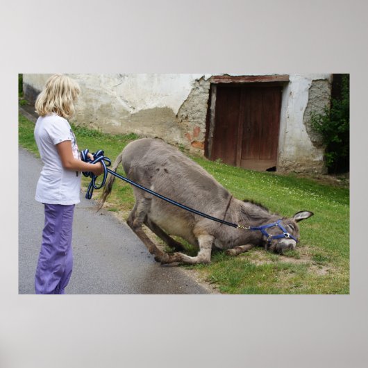 Entspannter Donkey Poster (Vorne)