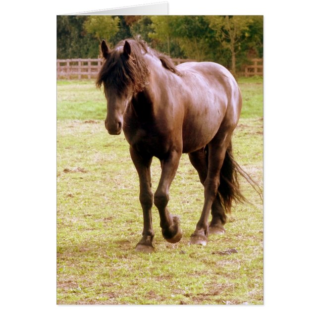 Entspanntes Brown Horse Walking (Vorne)