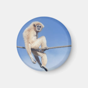 Entspanntes Gibbon auf einem Seil in der Sonne Magnet