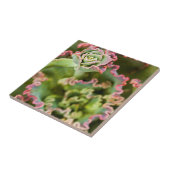 Entstehung einer Echeveria-Pflanze Fliese (Seite)