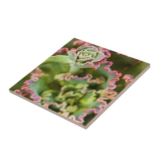 Entstehung einer Echeveria-Pflanze Fliese (Seite)