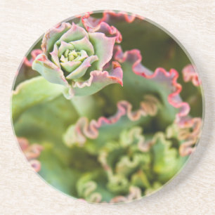 Entstehung einer Echeveria-Pflanze Getränkeuntersetzer