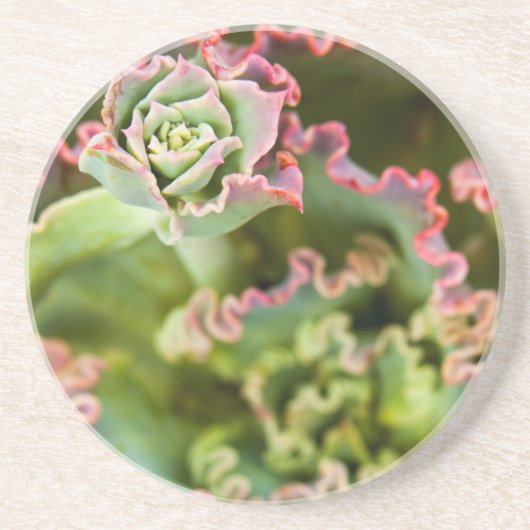 Entstehung einer Echeveria-Pflanze Getränkeuntersetzer (Vorne)