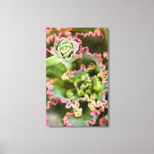 Entstehung einer Echeveria-Pflanze Leinwanddruck