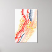 Entwicklung der Fistula Leinwanddruck (Vorderseite)