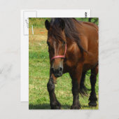 Entwurf der Pferdepiste Postkarte (Vorne/Hinten)
