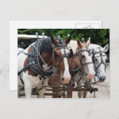 Entwurf des Pferdeteams Vielen Dank Postkarte (Vorne/Hinten)