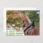 Entwurf eines belgischen Pferdes in Harness Postka Postkarte (Vorne/Hinten)