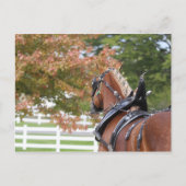 Entwurf eines belgischen Pferdes in Harness Postka Postkarte (Vorderseite)