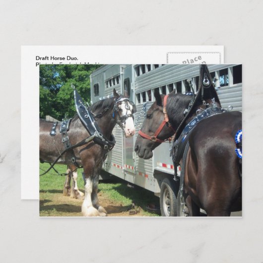 Entwurf für Pferd Duo Postkarte (Vorne/Hinten)