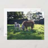 Entwurf Mare mit Foal Postkarte (Vorne/Hinten)