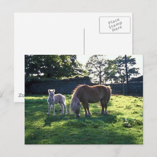 Entwurf Mare mit Foal Postkarte (Vorne/Hinten)