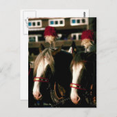 Entwurf Pferd Tandem Postkarte (Vorne/Hinten)