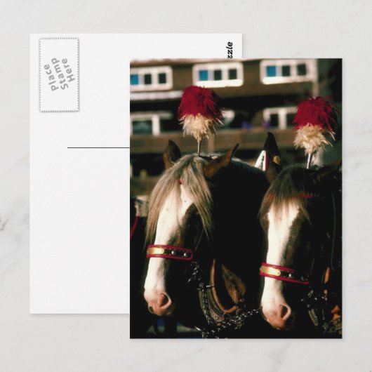Entwurf Pferd Tandem Postkarte (Vorne/Hinten)