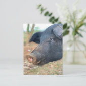 Entwurf von Schweinezüchtern Postkarte (Stehend Vorderseite)