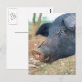 Entwurf von Schweinezüchtern Postkarte (Vorne/Hinten)