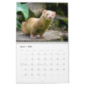 Entzückende Frettchen 2027 Kalender (Mär 2027)