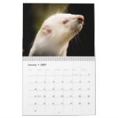 Entzückende Frettchen 2027 Kalender (Jan 2027)