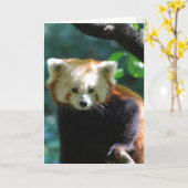 Entzückende roter Panda-Gruß-Karte Karte (Gelbe Blume)