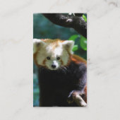 Entzückende roter Panda-Visitenkarten Visitenkarte (Rückseite)