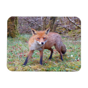 Entzückende Waldszene mit Rotfuchs Wildlife-Kunst Magnet