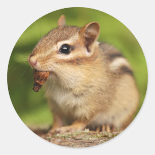 Entzückender BabyChipmunk mit Imbiss Runder Aufkleber