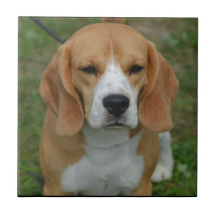 Entzückender Beagle Fliese