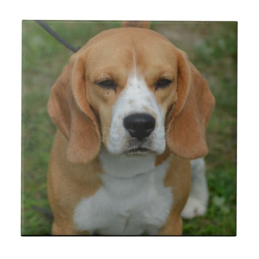 Entzückender Beagle Fliese (Vorderseite)
