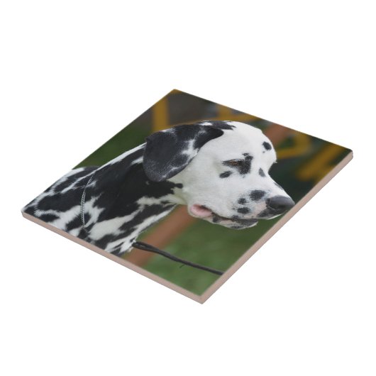 Entzückender Dalmatiner Fliese (Seite)