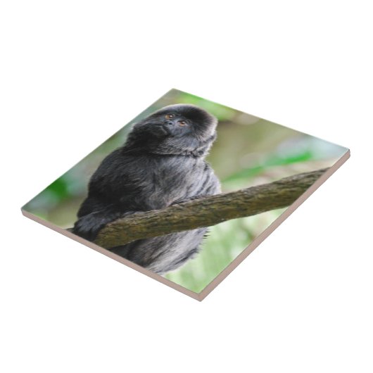 Entzückender Goeldi Affe Fliese (Seite)