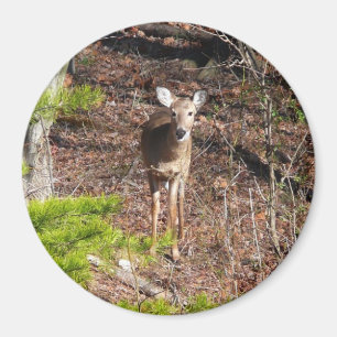 Entzückender Hirsch im Wald Naturfotografie Magnet