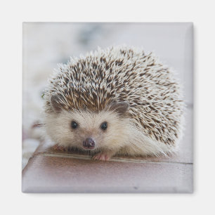 Entzückender Igel Magnet