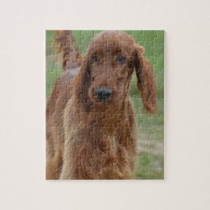 Entzückender Irischer Setter Puzzle