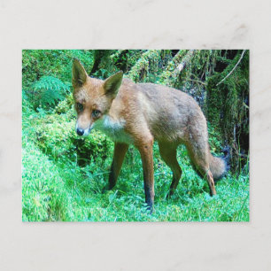 Entzückender Junger Rotfuchs Welpen Wildlife Natur Postkarte