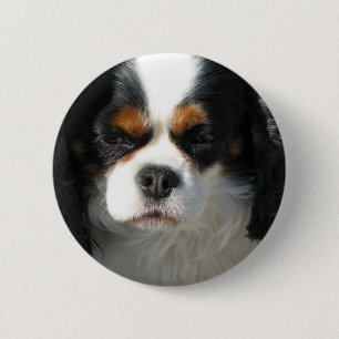 Entzückender Königcharles Spaniel-Knopf Button