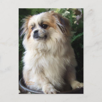 Entzückender langer Haar-Rettungs-Hund Postkarte