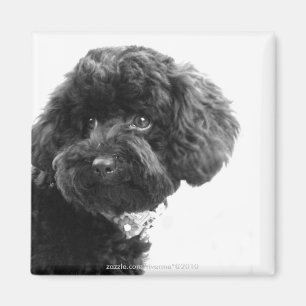 Entzückender liebevoller Freund Magnet