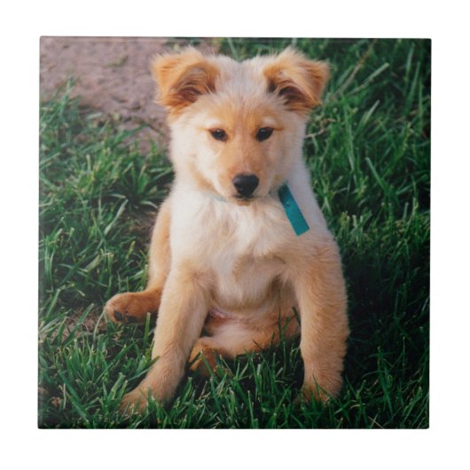 Entzückender Mischzucht-Welpe Fliese (Vorderseite)