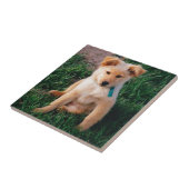 Entzückender Mischzucht-Welpe Fliese (Seite)