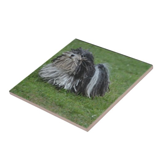 Entzückender Puli Hund Fliese (Seite)